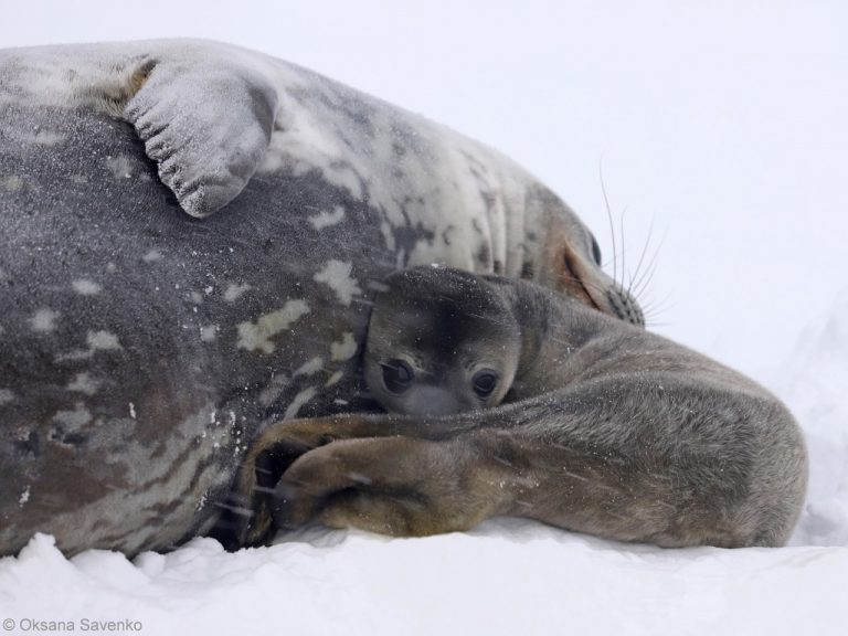 Краля и Пенола: вблизи станции «Академик Вернадский» родились первые тюленята
