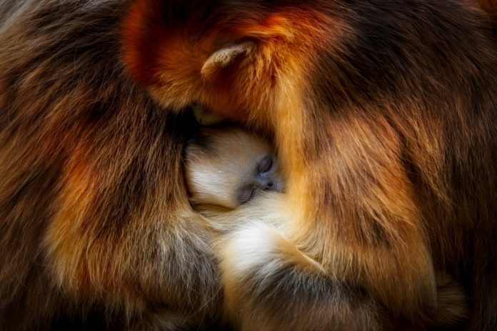 vybrali-nominantov-wildlife-photographer-2021-v-kategorii-vybor-naroda-udivitelnye-foto-zhivotnyh