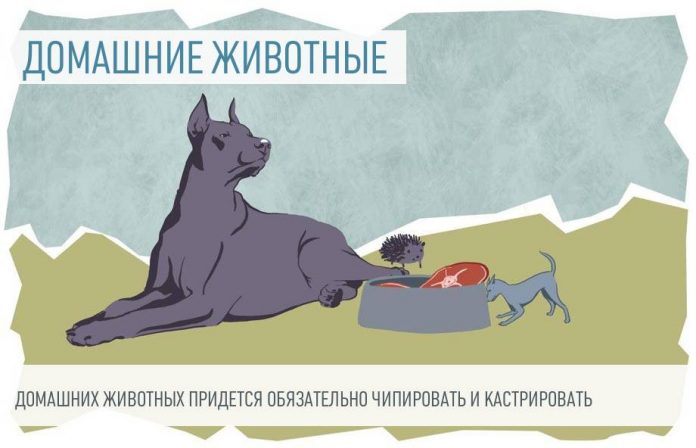 domashnih-zhivotnyh-pridetsya-chipirovat