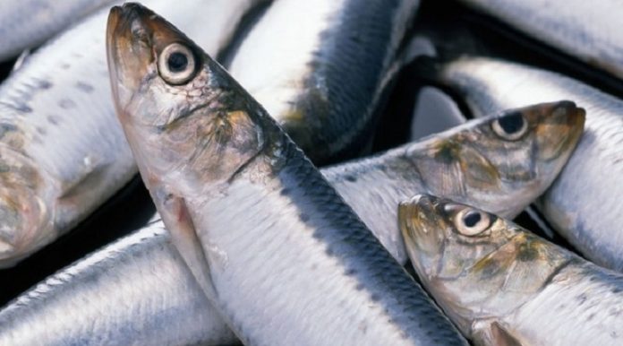 ukraina-za-dva-mesyatsa-eksportirovala-421-tonnu-rybnogo-file